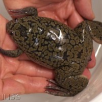 African Clawed Frog